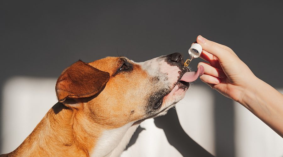 hemp seed oil for dogs